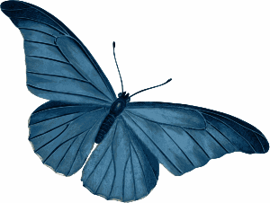 Blue Butterfly