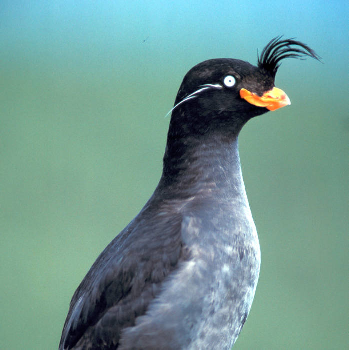 Auklet