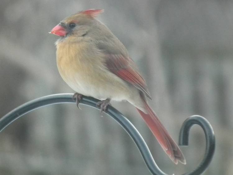 Cardinal