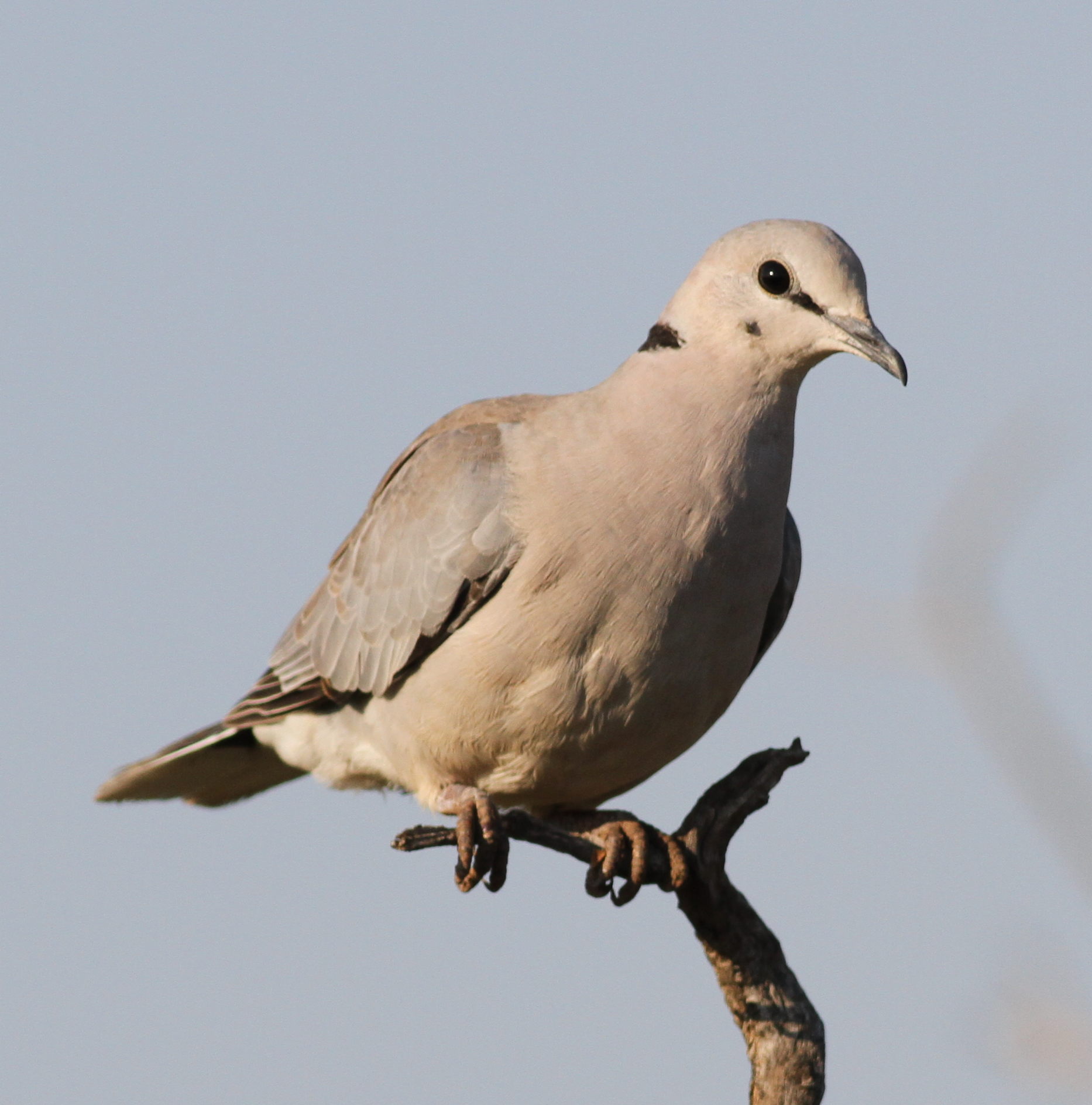 a ring-necked dove