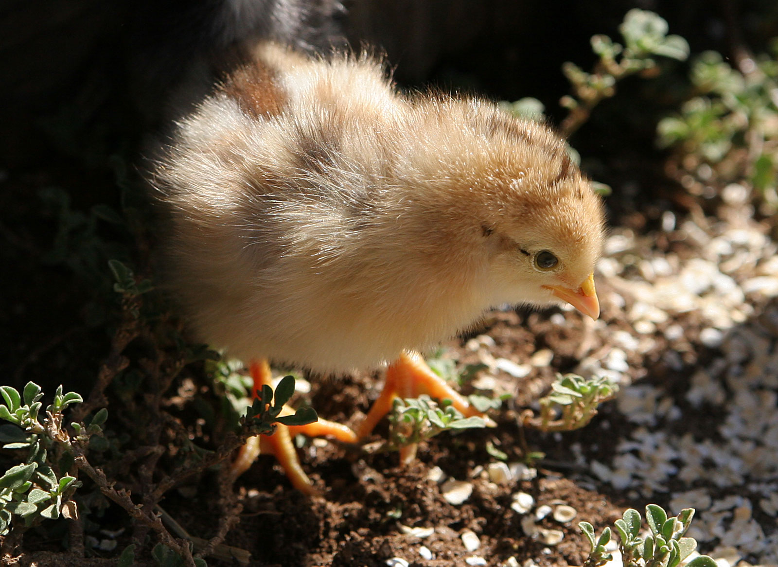 a photo of a baby bird