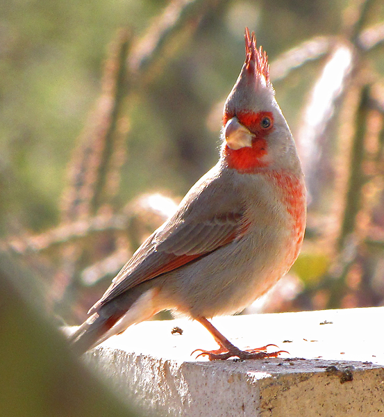 pyrrhuloxia